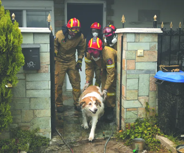 European rescuers scramble to reunite pets, owners in wildfires